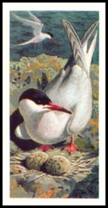 47 Common Tern
